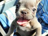 FRENCH BULLDOG MİCRO LİLAC 