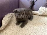 Uygun Fiyata safkan dişi Scottish Fold Yavru