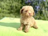 Güncel 400 gr toy Poodle kızımız 