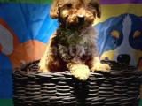 ORJİNAL TOY POODLE YAVRULARIMIZ 