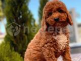 RED BROWN TOY POODLE YAVRULAR