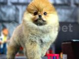 En Güzel Günlerinize Pomeranian Boo yavrumuz 