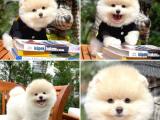 Krem Pomeranian Boo Yavrularımız