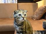 Scottish fold blue poınt acil satılık