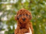 Toy poodle yavrularımız ırk ve sağlık garantili