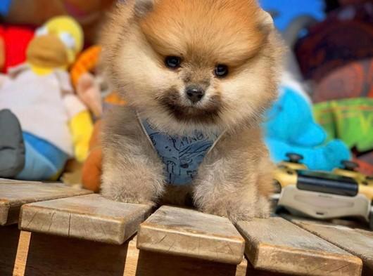 Orijinal Renk TeddyBear PomeranianBoo Yavrumuz