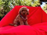 DİŞİ ERKEK TOY POODLE 