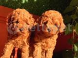 RED BROWN TOY POODLE YAVRULAR