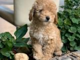 APRİCOT TOY POODLE BEBEKLERİMİZ