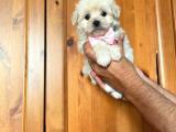 Anne Altından Kızımız Maltese Terrier