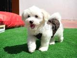 Küçük boy maltese terrier kızımız