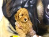 Toy Poodle Yavrularim Irk Ve Saglik Garantili  