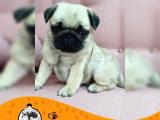 Pug Mops Gül Kuyruk Yavrularımız Puppy