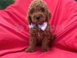 TOY POODLE BEBEKLERİ 