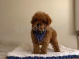 DÜNYA GÜZELİ TOY POODLE YAVRULARIMIZ 