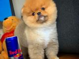 Yakışıklı oyuncu sevimli Pomeranian Boo yavrumuz