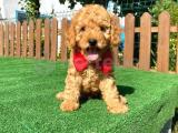 RED TOY POODLE YAVRULARIMIZ