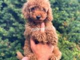 Red toy poodle erkek yavru @catboyssss da