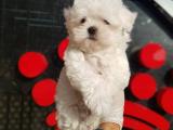 Orjinal Maltese Terrier Yavru