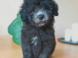 Silver Mini Boy Poodle