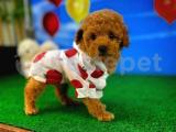 Orjinal Güzellikte Safkan Toy Poodle yavrumuz 