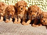 Toy Poodle / SATILIK YAVRULARIMIZ   