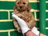 Toy Poodle Yavrular