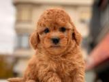 ORJİNAL TOY POODLE YAVRULARIMIZ