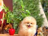 Ayı Surat Pomeranian Boo Yavrularımız 