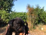 Gül kuyruk sıfır burun pug mops