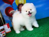 Dünyanın en Güler yüzlü güzeller güzeli Pomeranian Boo