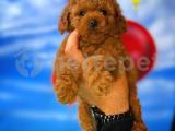 Mini boy red toy poodle yavrularımız