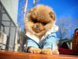 Gülenyüz Pomeranian Boo yavrumuz 