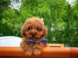 YARIŞMA DÜZEYİNDE SAFKAN DİŞİ TOY POODLE YAVRUSU 