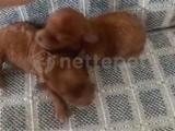 Yeni doğmus red toypoodle istiyorum diyorsanız