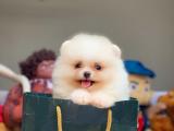 Teddy surat Pomeranian Boo