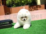 Güzeller güzeli beyaz oyuncu Pomeranian Boo yavrumuz 