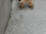 Pomeranian boo 6 aylık dişi