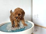 2.5 aylık Red Poodle Dişi