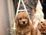 MÜKEMMEL KALİTE TOY POODLE AŞILI KARNELİ