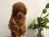 Toy poodle 