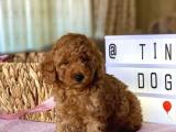 Bebek Surat Toy Poodle Yavrularimiz