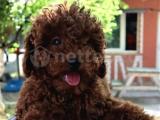 Harika Toy Poodle Erkek yavrular 