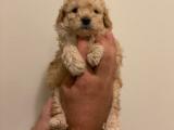 Minik apricot toy poodle yavrularımız