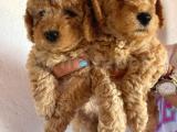 2 AYLIK SAFKAN TOY POODLE ERKEK - DİŞİ