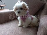 ÇOK SEVECEĞİNİZ DİŞİ POODLE 