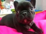 Son kalan french bulldog bebegimiz 