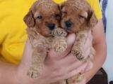 ırk ve sağlık garantili apricot toy poodle bebekler