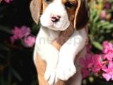 Muhtesem guzelikte elizabeth beagle yavrularimiz