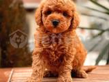 Toy Poodle Yavrular ( red,redbrown,silver,siyah,apricot)